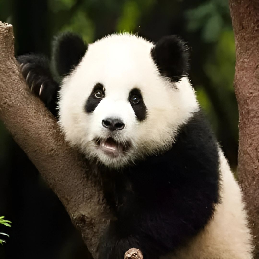 Padmaja Naidu Himalayan Zoological Park